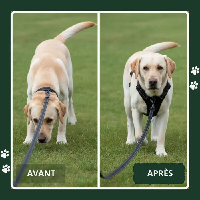 Harnais pour chien Anti-Traction